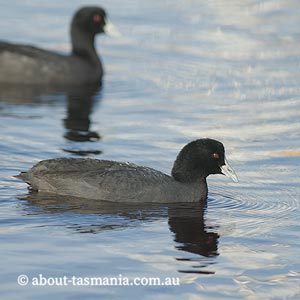 Eurasian Coot