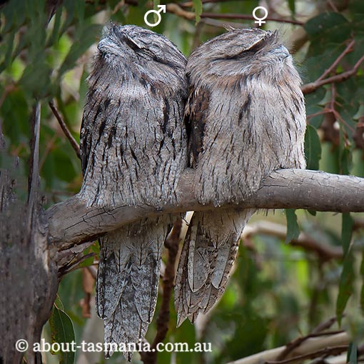 Tawny Frogmouth, Podargus strigoides, Tasmania