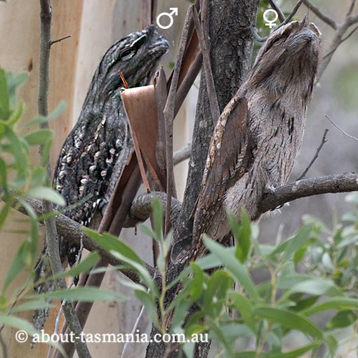 Tawny Frogmouth, Podargus strigoides, Tasmania