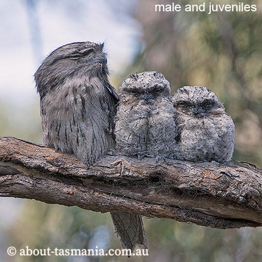 Tawny Frogmouth, Podargus strigoides, Tasmania