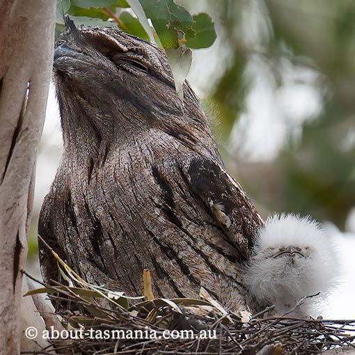 Tawny Frogmouth, Podargus strigoides, Tasmania