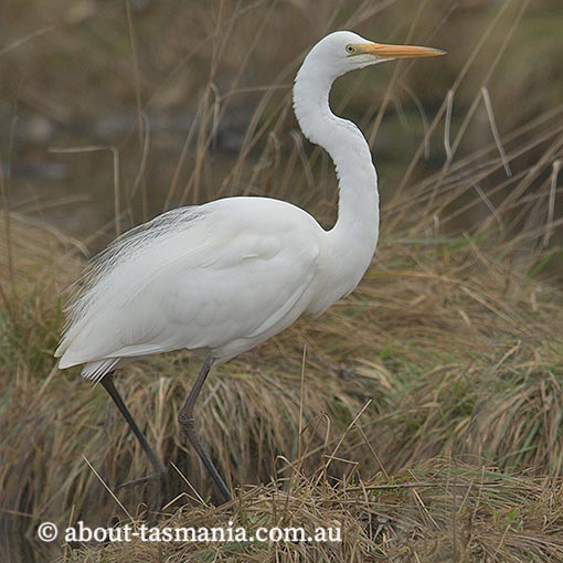 Great Egret, Ardea alba, Tasmania
