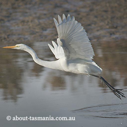 Great Egret, Ardea alba, Tasmania