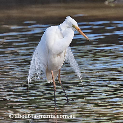 Great Egret, Ardea alba, Tasmania