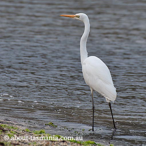 Great Egret, Ardea alba, Tasmania