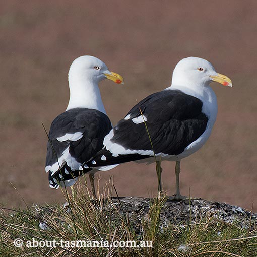 Kelp Gull, Larus dominicanus, Tasmania