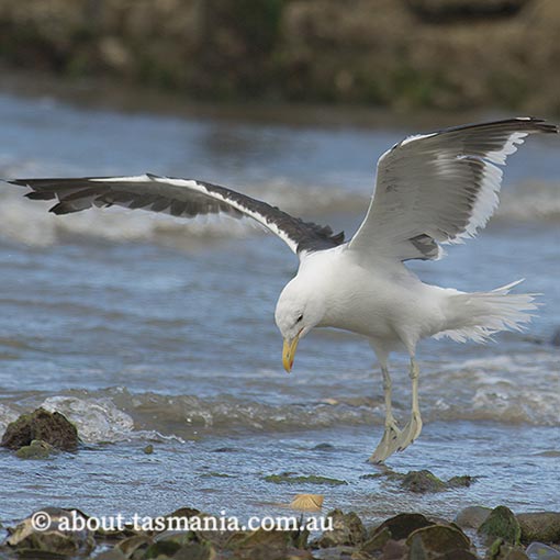 Kelp Gull, Larus dominicanus, Tasmania