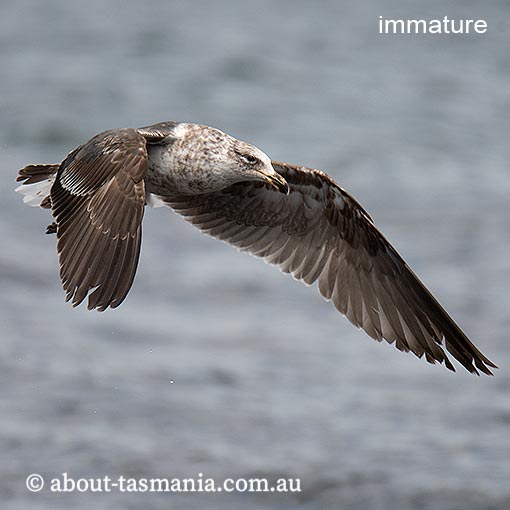 Kelp Gull, Larus dominicanus, Tasmania