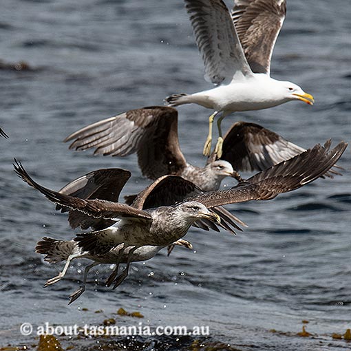 Kelp Gull, Larus dominicanus, Tasmania