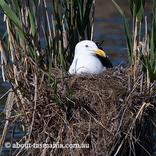 Kelp Gull, Larus dominicanus, Tasmania