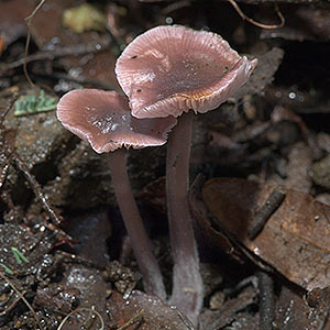 Mycena vinacea