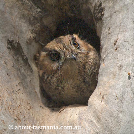 Australian Owlet Nightjar, Aegotheles cristatus, Tasmania