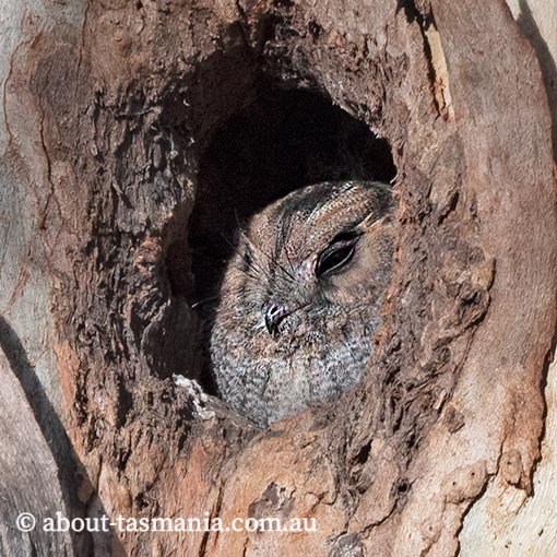 Owlet Nightjar, Aegotheles cristatus, Tasmania