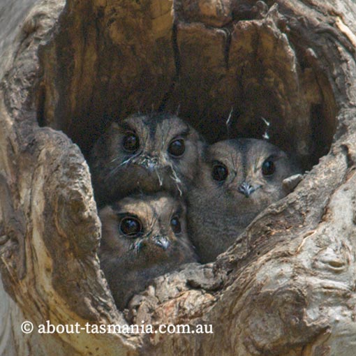Owlet Nightjar, Aegotheles cristatus, Tasmania