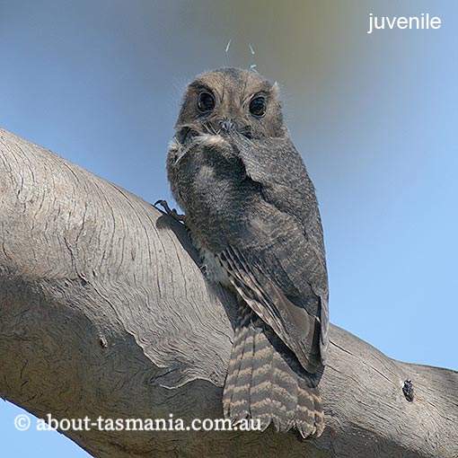 Owlet Nightjar, Aegotheles cristatus, Tasmania