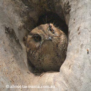Australian Owlet Nightjar