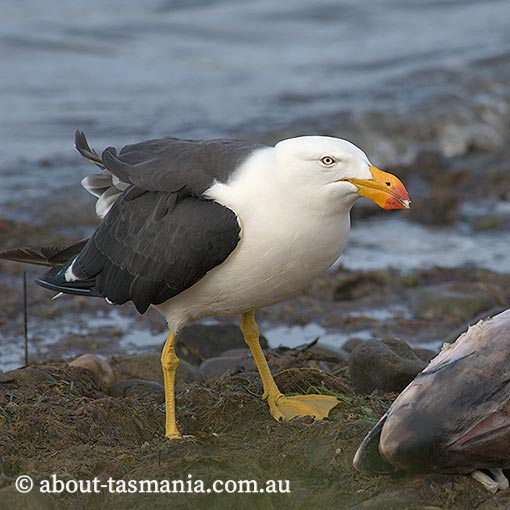 Pacific Gull, Larus pacificus, Tasmania