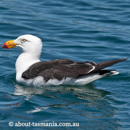 Pacific Gull, Larus pacificus, Tasmania