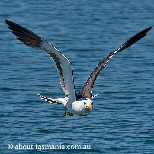 Pacific Gull, Larus pacificus, Tasmania