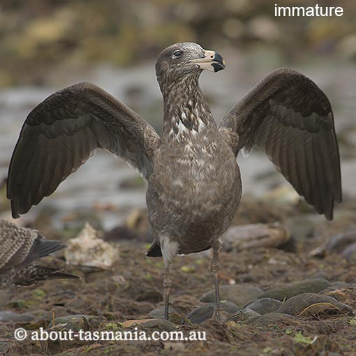 Pacific Gull, Larus pacificus, Tasmania