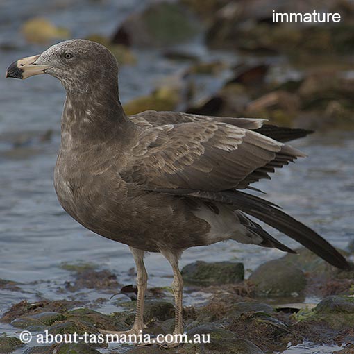 Pacific Gull, Larus pacificus, Tasmania