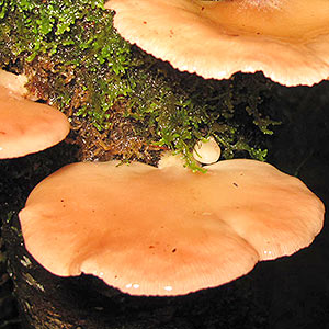 Panellus longinquus, Scytinotus longinquus, Tasmania, fungi