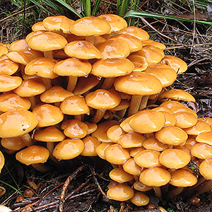 Pholiota malicola