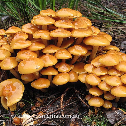 Pholiota malicola, fungi, Tasmania