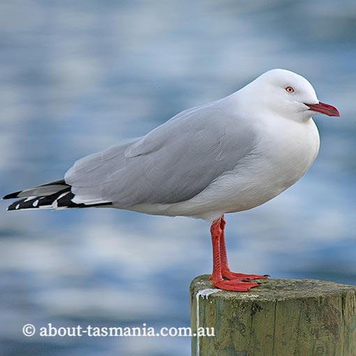 Silver Gull, Larus novaehollandiae, Tasmania