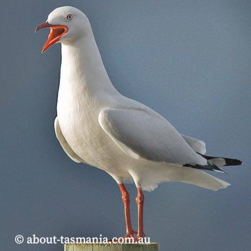 Silver Gull, Larus novaehollandiae, Tasmania