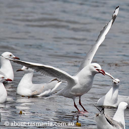 Silver Gull, Larus novaehollandiae, Tasmania