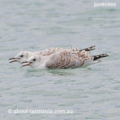 Silver Gull, Larus novaehollandiae, Tasmania