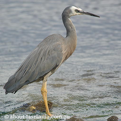 White-faced Heron, Egretta novaehollandiae, Tasmania