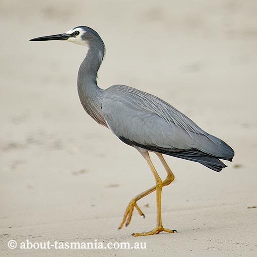 White-faced Heron, Egretta novaehollandiae, Tasmania