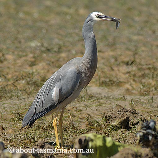 White-faced Heron, Egretta novaehollandiae, Tasmania