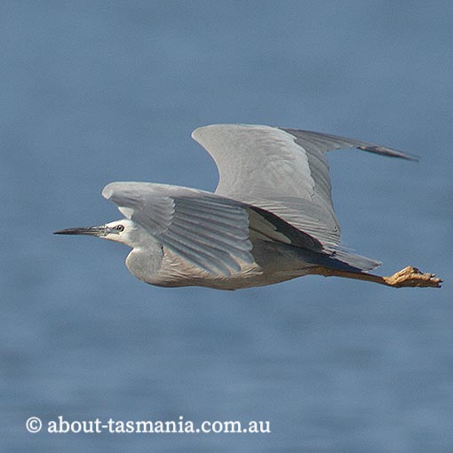 White-faced Heron, Egretta novaehollandiae, Tasmania