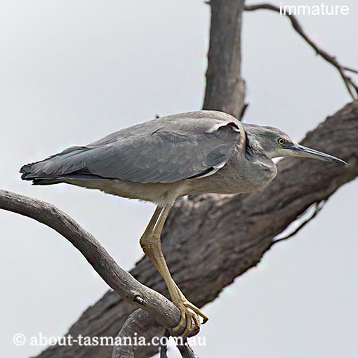 White-faced Heron, Egretta novaehollandiae, Tasmania