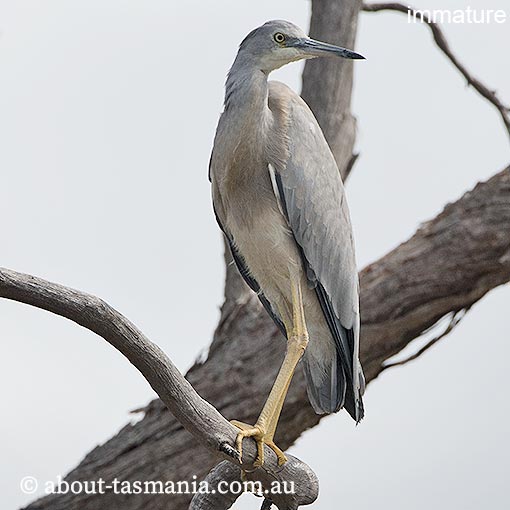 White-faced Heron, Egretta novaehollandiae, Tasmania