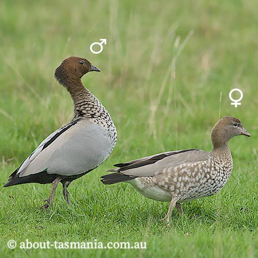 Australian wood duck, Chenonetta jubata, Tasmania