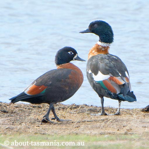 Australian Shelduck, Tadorna tadornoides, Tasmania