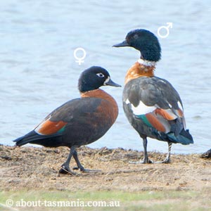 Australian Shelduck