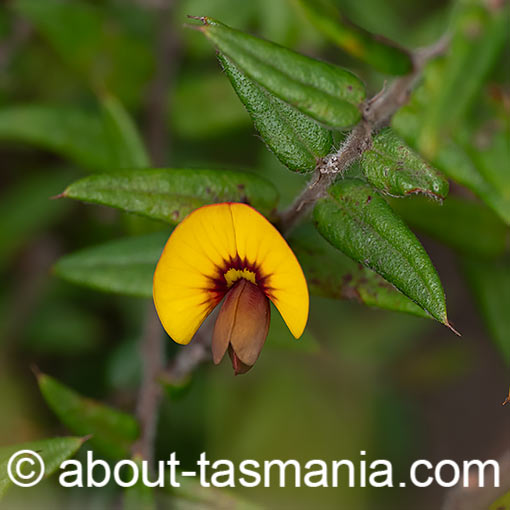 Bossiaea cinerea, showy bossia, Tasmania