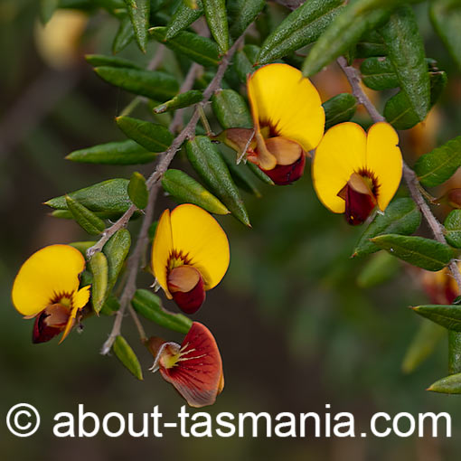 Bossiaea cinerea, showy bossia, Tasmania