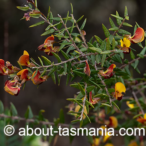 Bossiaea cinerea, showy bossia, Tasmania