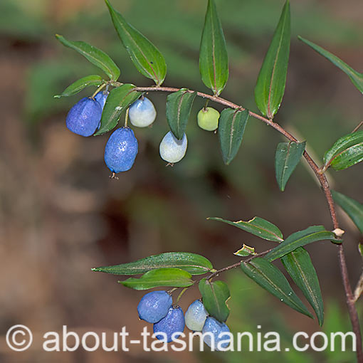 Drymophila cyanocarpa, Turquoise Berry, Tasmania