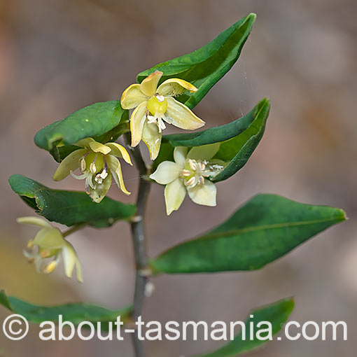 Drymophila cyanocarpa, Turquoise Berry, Tasmania