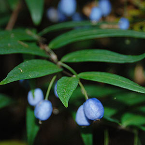 Drymophila cyanocarpa