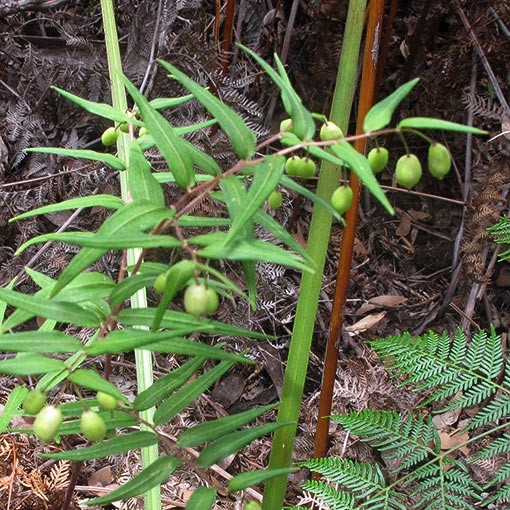 Drymophila cyanocarpa, Turquoise Berry, Tasmania