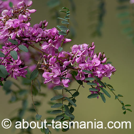 Indigofera australis, native indigo, Tasmania