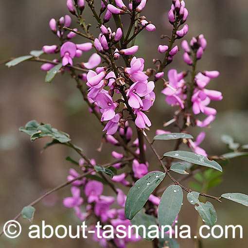Indigofera australis, native indigo, Tasmania